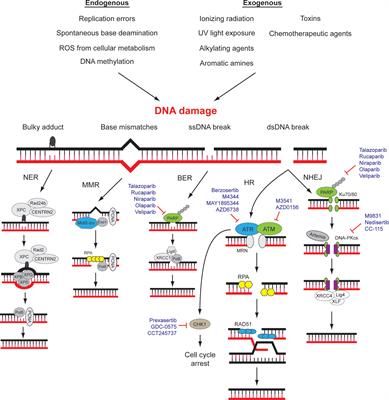 Targeting DNA Damage Response Pathway in Ovarian Clear Cell Carcinoma